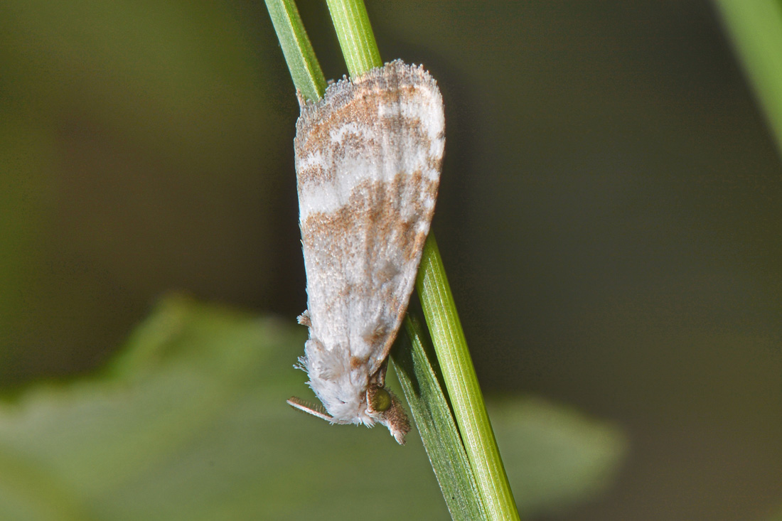 Nolidae? S:  Meganola albula